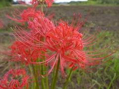 落花生畑の側に咲く