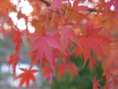 葉色の美しさ