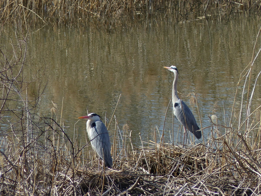 コロニーのアオサギ