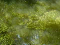 水面の楓