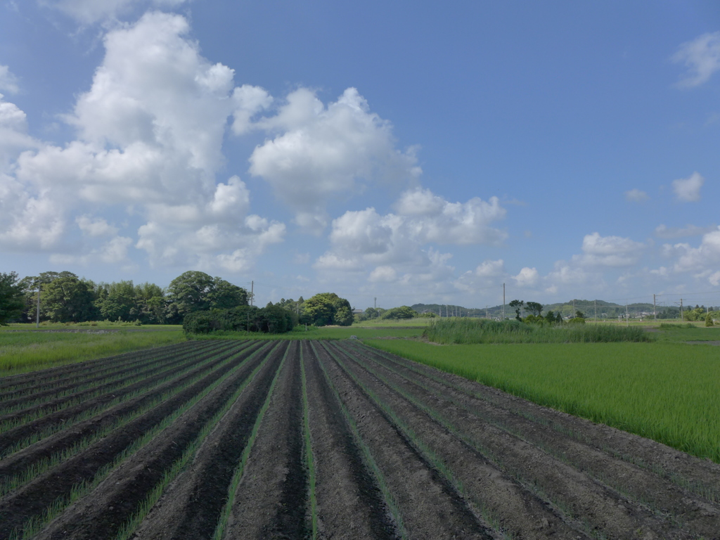 好天の田園