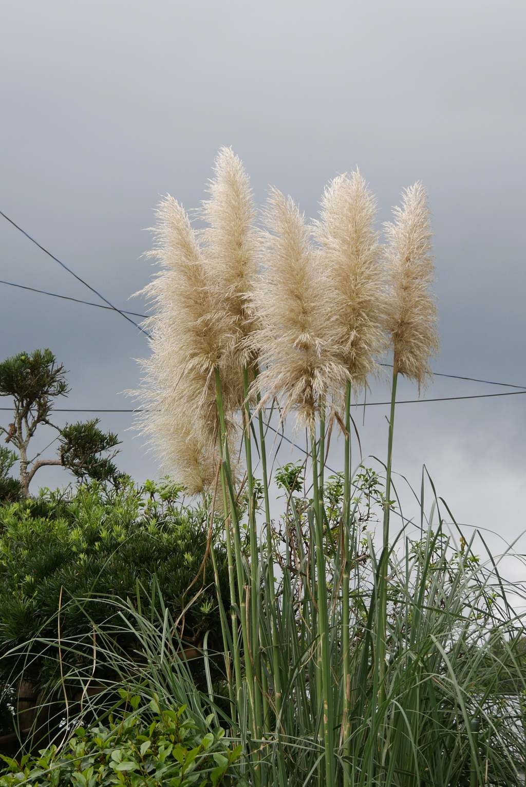 パンパスグラス