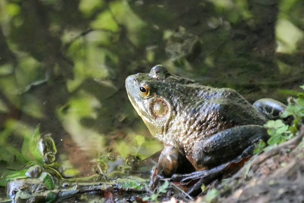 池端のカエル