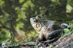 池端のカエル