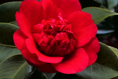 真紅のツバキ