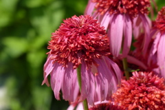 エキナケア・プルプレア