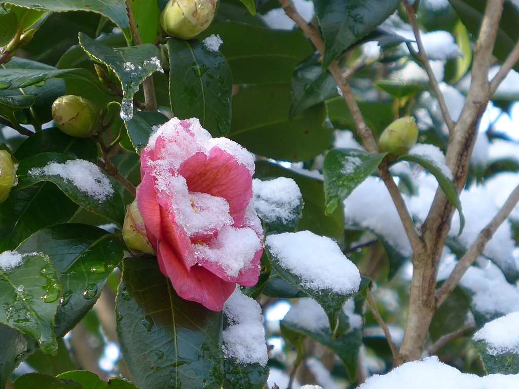 雪椿