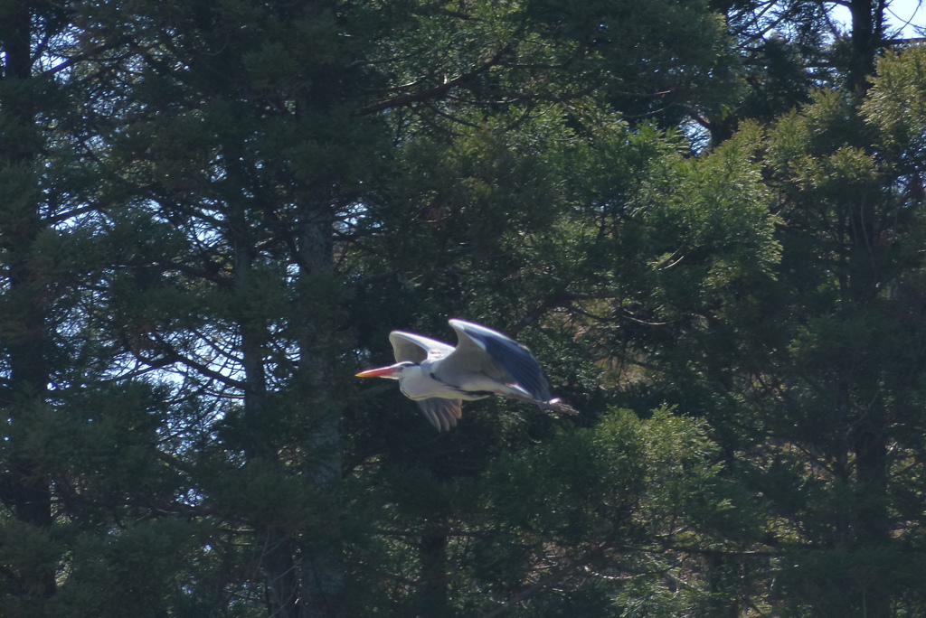 ゆったりと飛ぶ