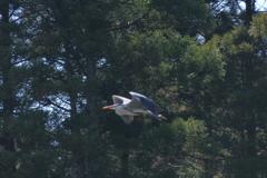 ゆったりと飛ぶ