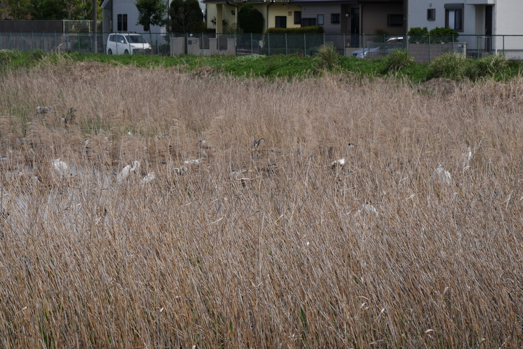 もう一つの池では集団が