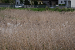 もう一つの池では集団が