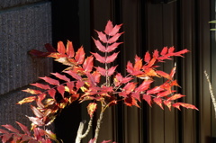 紅葉