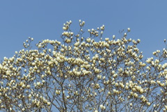 美しい花花