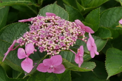 紫陽花