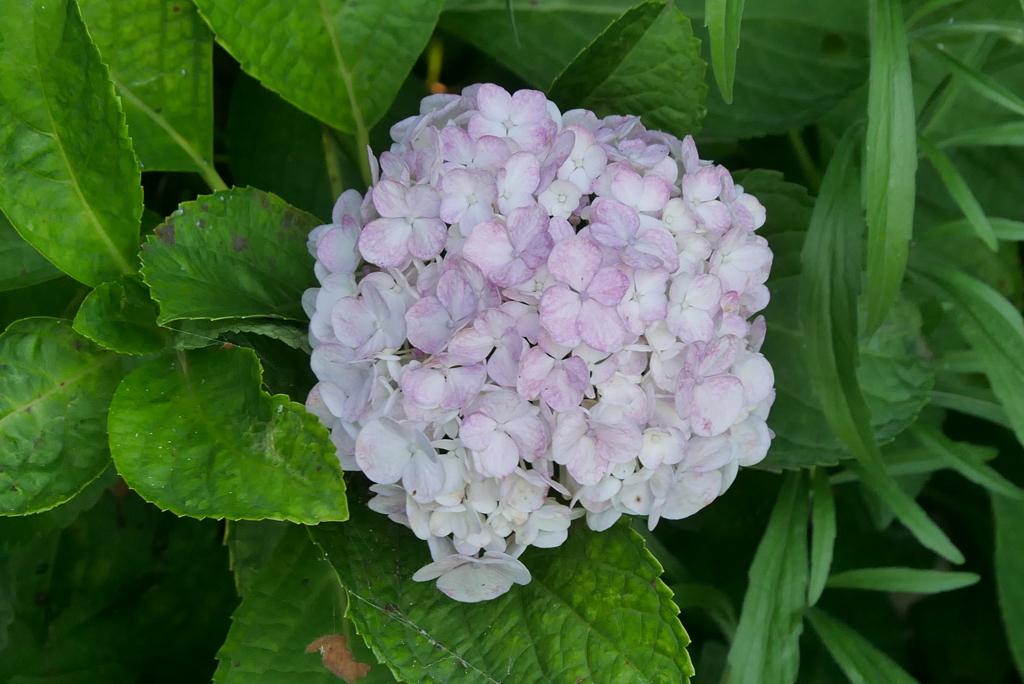 まだ咲く紫陽花
