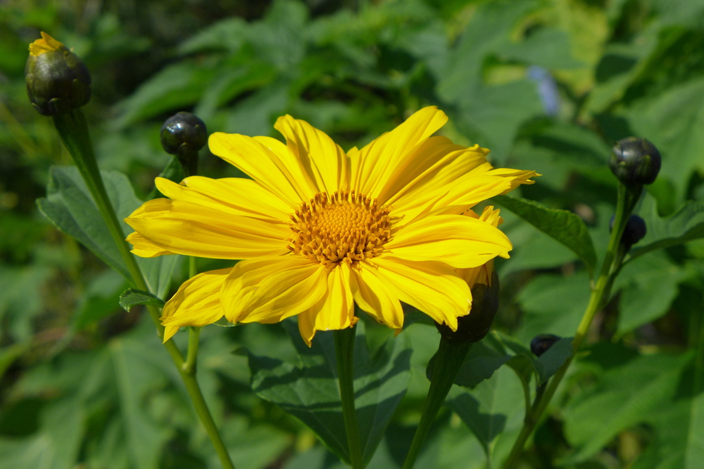 ボリビアンひまわり　1