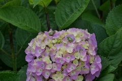 一花に4匹も！