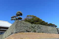 立派な生垣