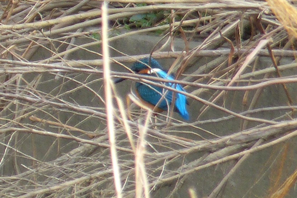 参考　カワセミ