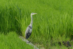 佇むアオサギの幼鳥