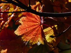 紅葉
