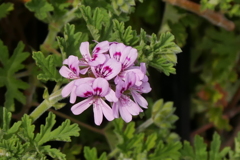 蚊連草