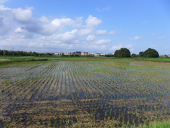 収穫後の田んぼ