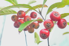可愛い実に魅せられて