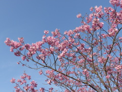 河津桜　2