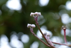 ハナミズキの花芽