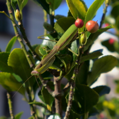 カマキリ