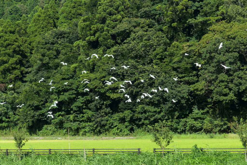 一斉に飛び立つ　2