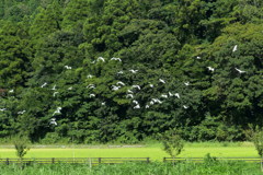 一斉に飛び立つ　2