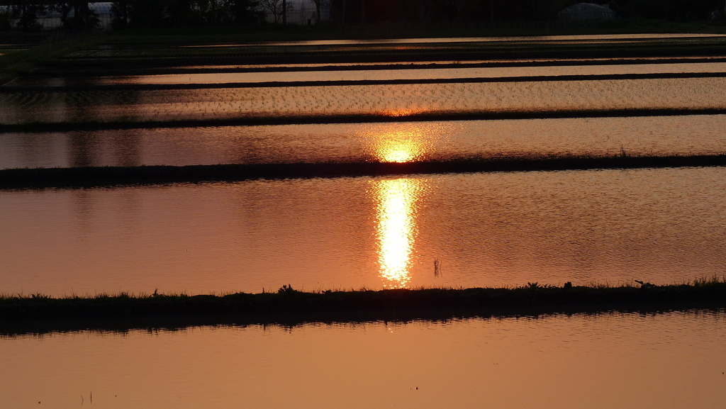 水田の煌めき　2