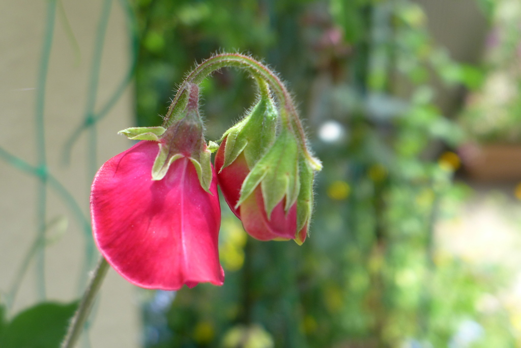 この花は？