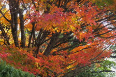 やっとの紅葉