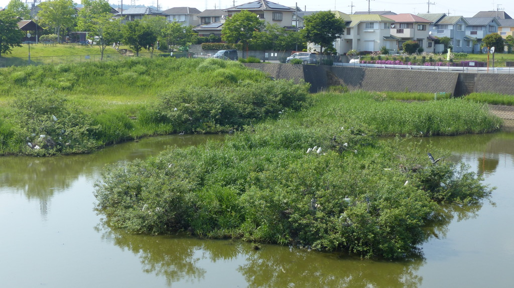 コロニー近況　定点観察