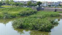 コロニー近況　定点観察