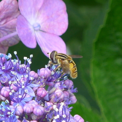 アジサイに蜂が①
