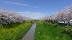 茂原の桜　晴天編1