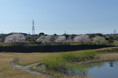 コロニーの隣の公園の桜
