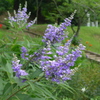 爽やかな花