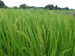 稲穂