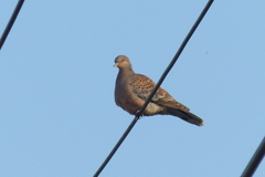 山鳩