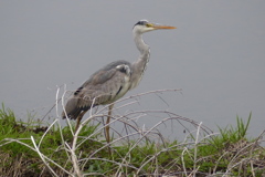 アオサギの幼鳥