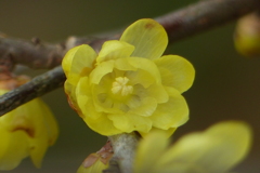 開花