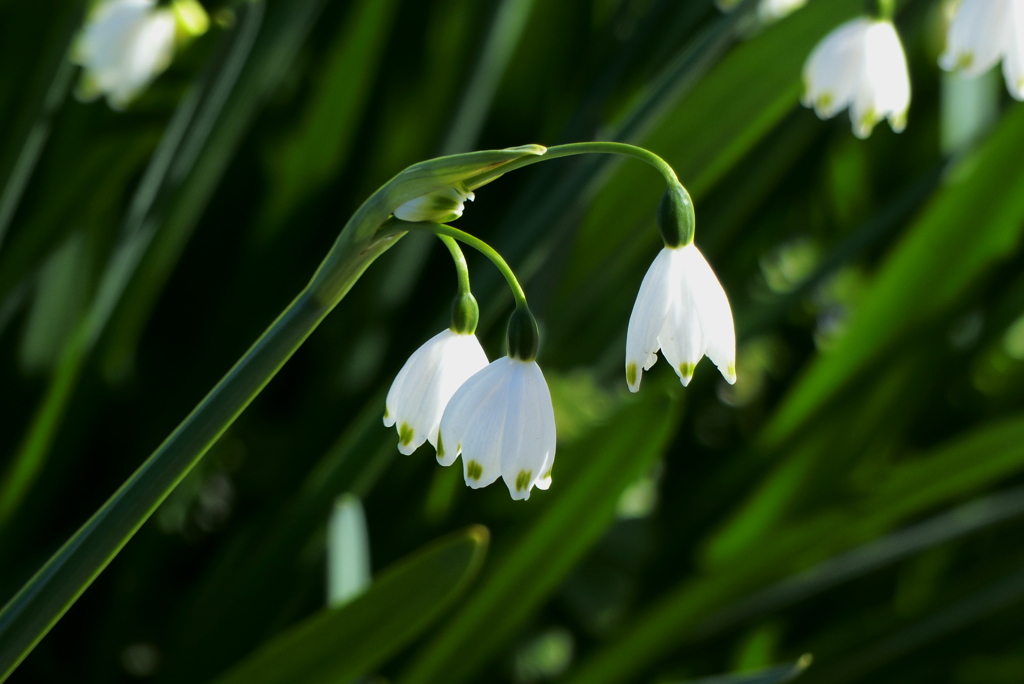 スズラン水仙