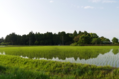 早苗田の風景　2