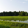早苗田の風景　2