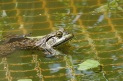 ウシガエル